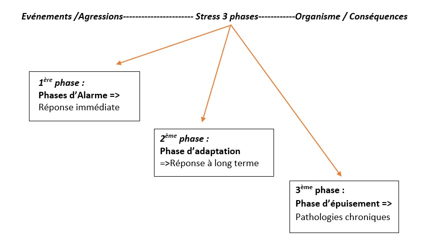 Les 3 phases de fonctionnement du stress